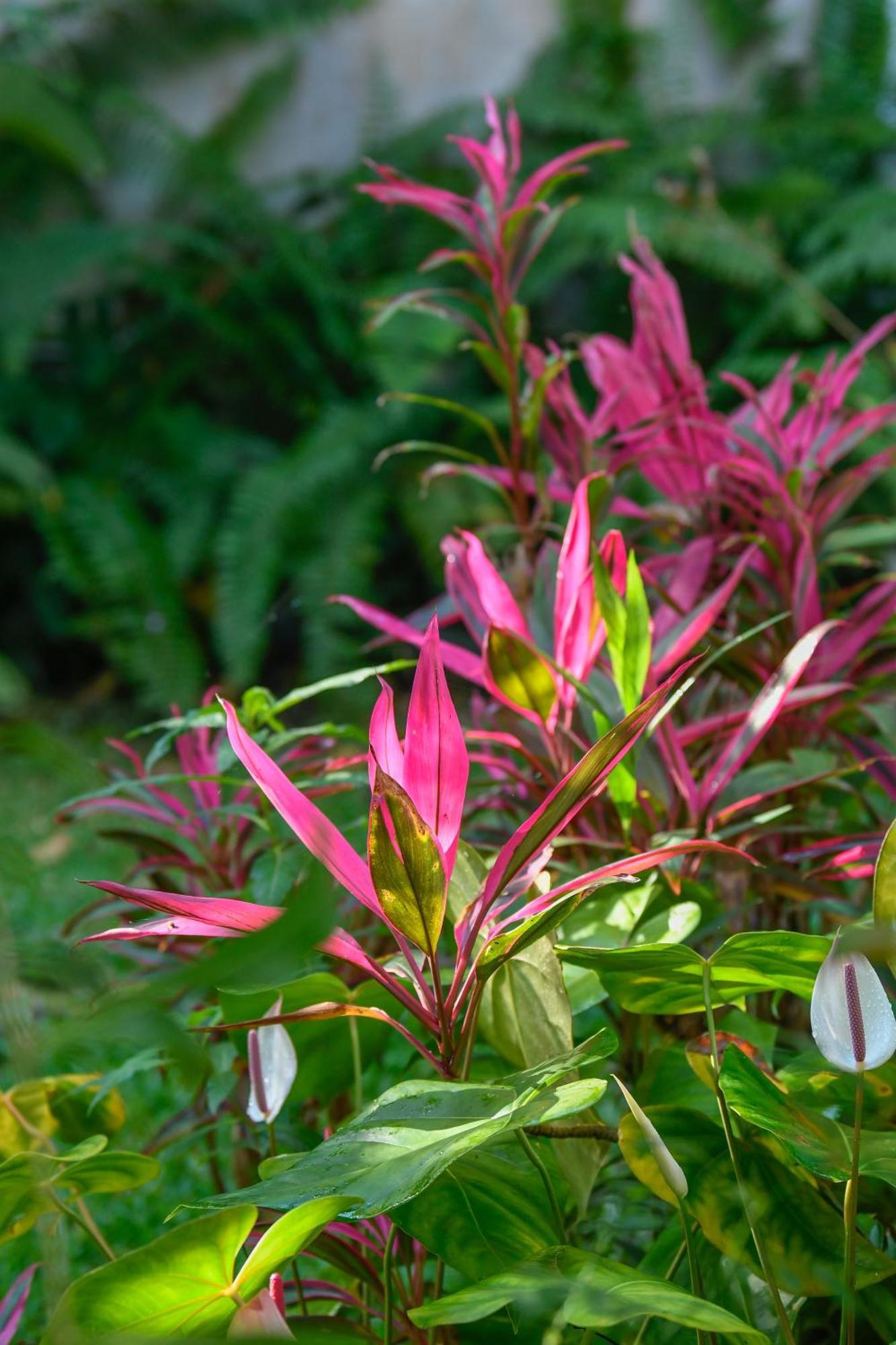 Le Medinilla Acomodação com café da manhã Bras-Panon Exterior foto